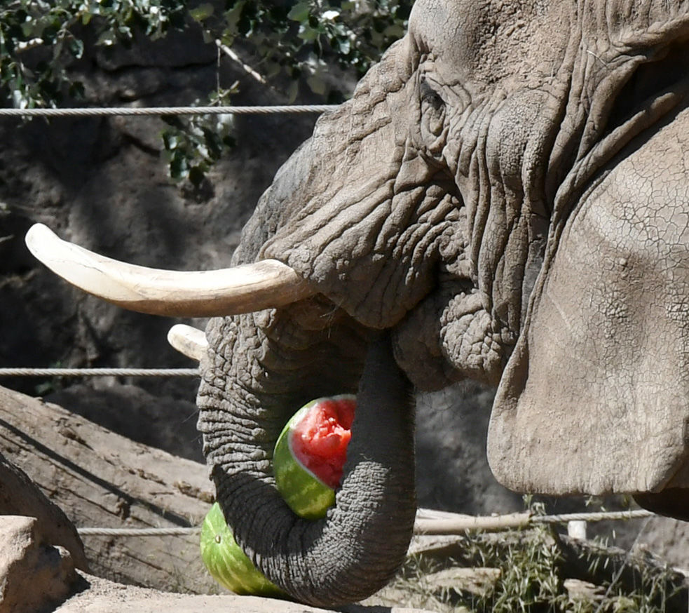 070119-news-elephant 20.JPG